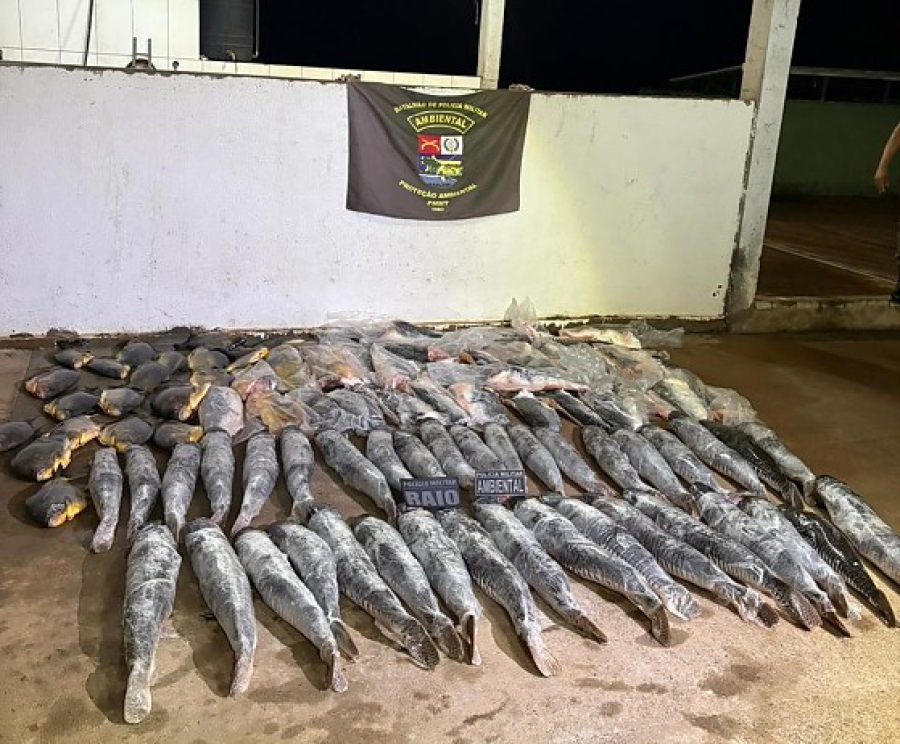 Motorista é flagrado com 340 kg de peixe ilegal durante blitz no bairro Santa Rosa