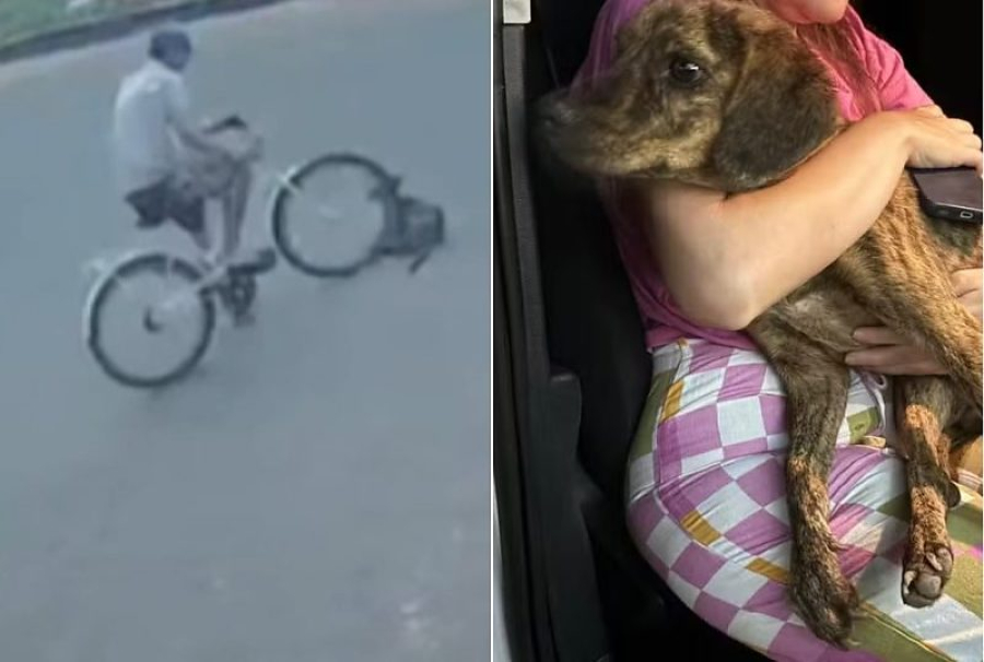 Cadela atropelada de propósito por ciclista em MT está grávida e pode perder filhotes